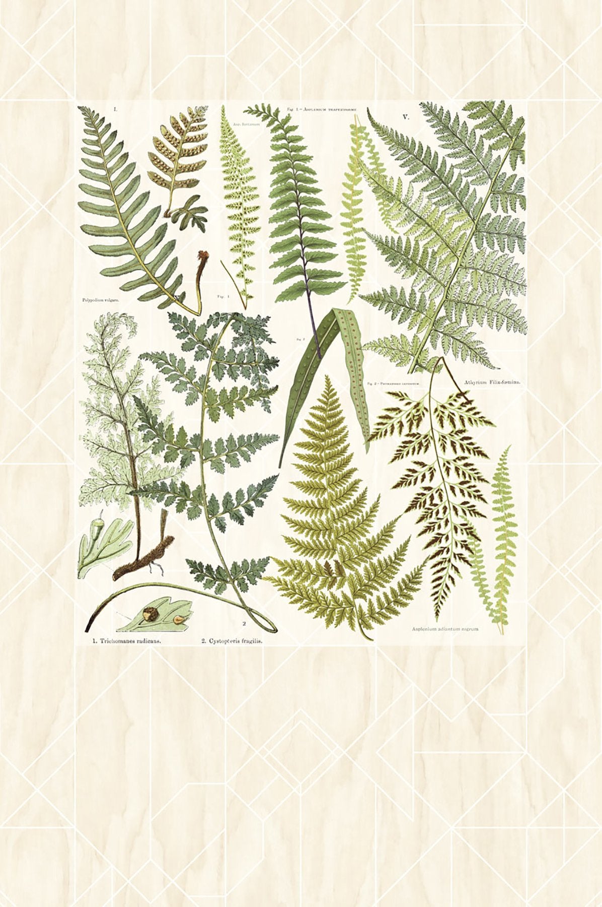 Athyrium Wall Mural