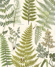 Load image into Gallery viewer, Herbarium Green Wall Mural