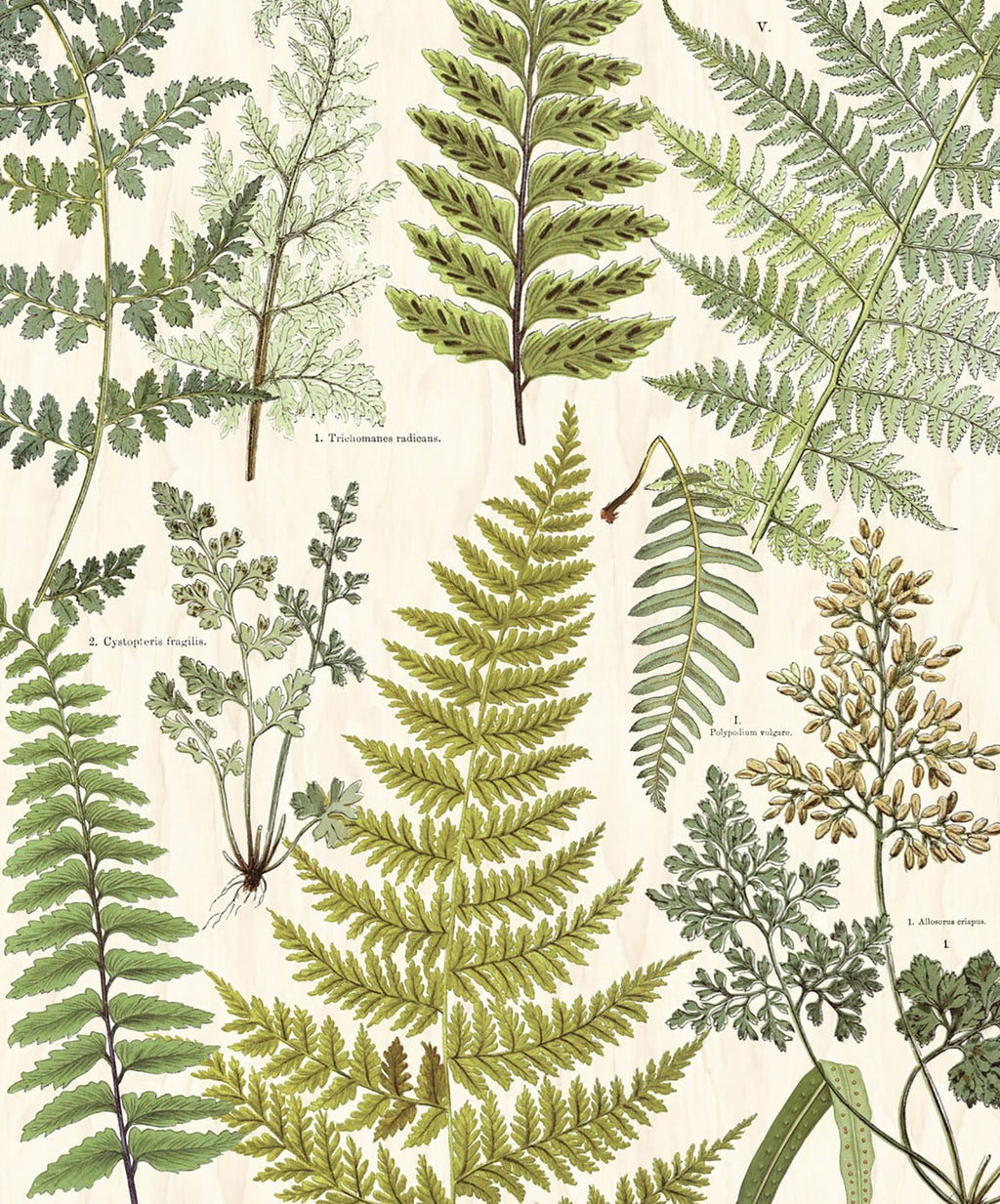 Herbarium Green Wall Mural