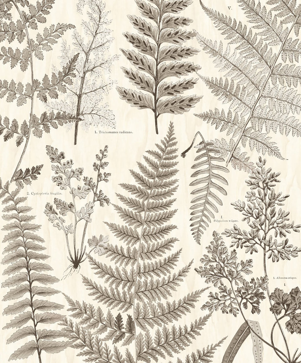 Herbarium Black Wall Mural