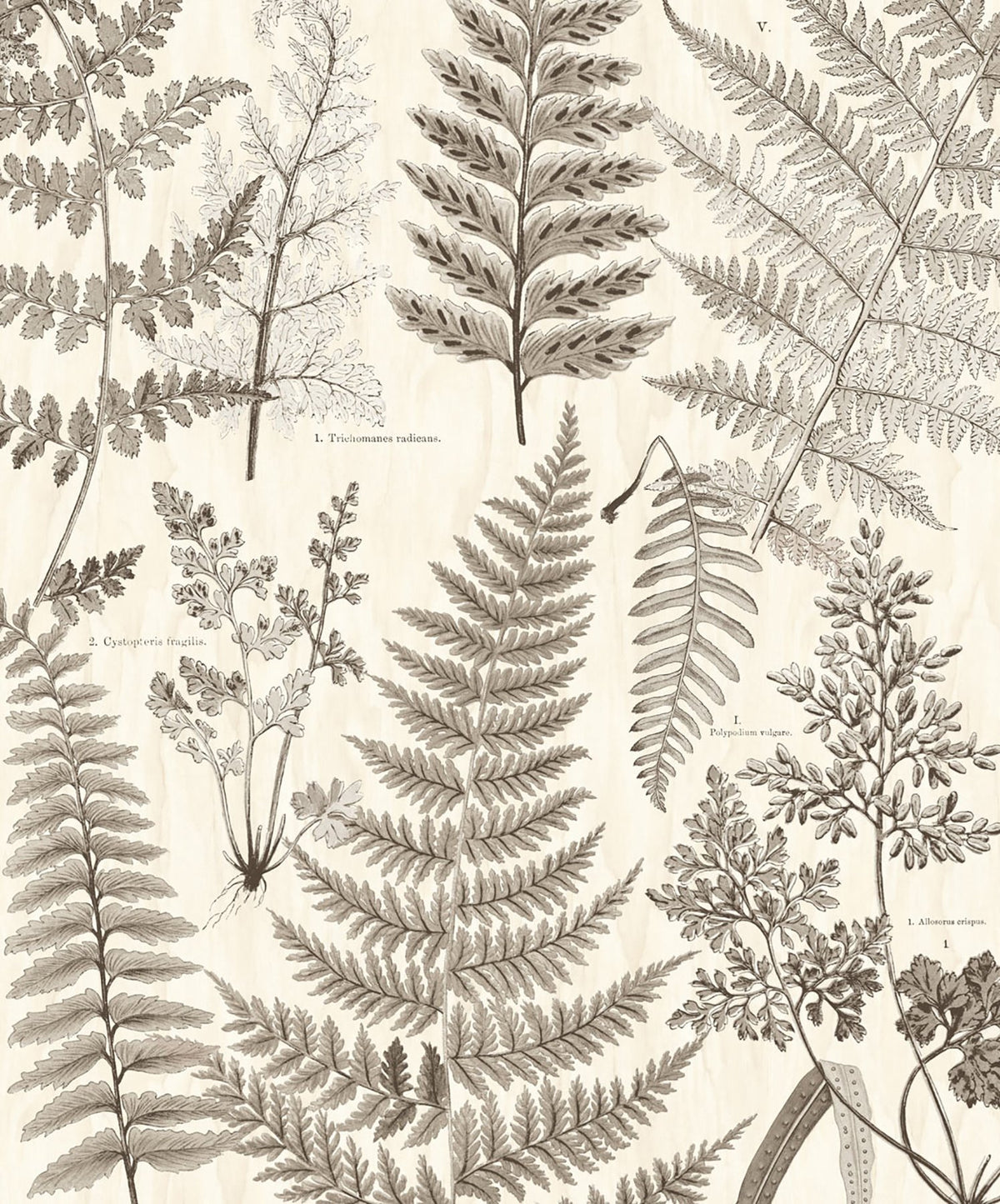 Herbarium Black Wall Mural