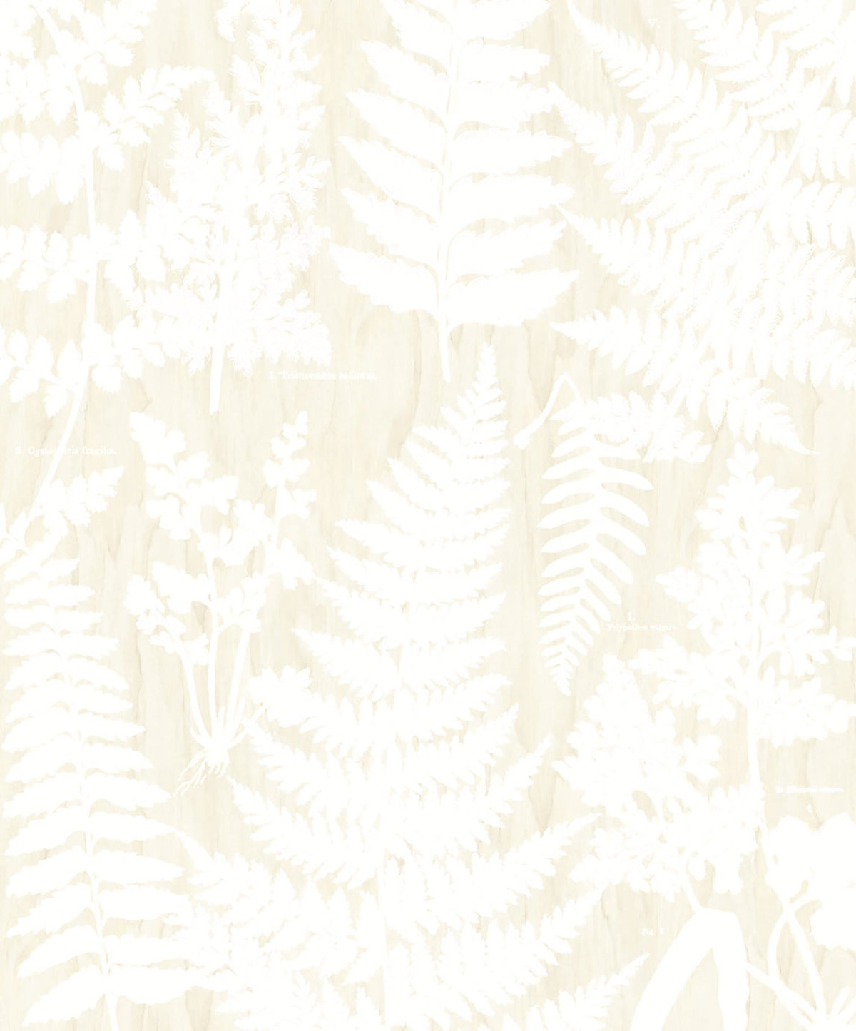 Herbarium White Wall Mural