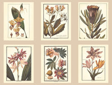 Load image into Gallery viewer, botanical plants natural bookplate floral leaf leaves illustrations salmon
