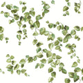 Creeping Fig Vine Wallpaper