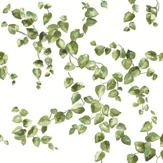 Creeping Fig Vine Wallpaper