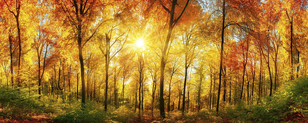 Sunny Forest Wall Mural
