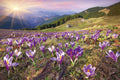 Crocuses at Spring Wall Mural