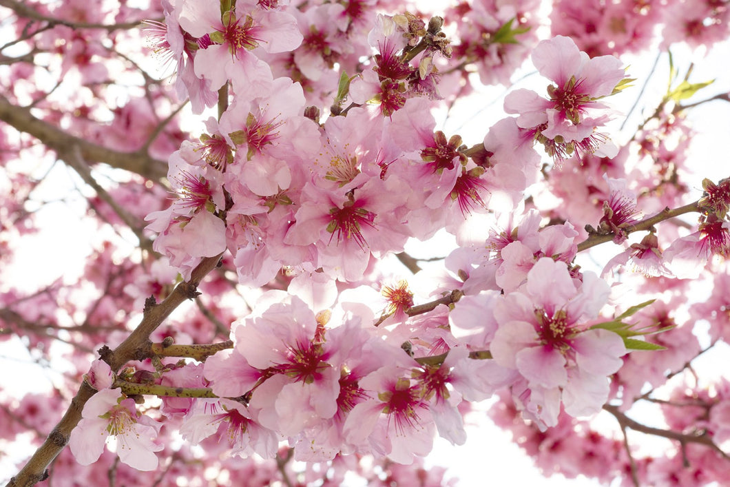 Apple Blossom Wall Mural