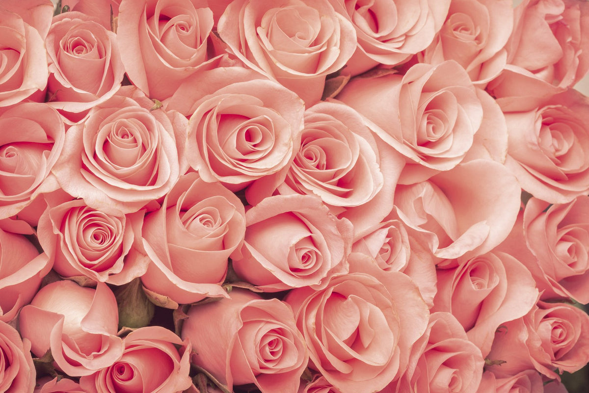 Roses Wall Mural