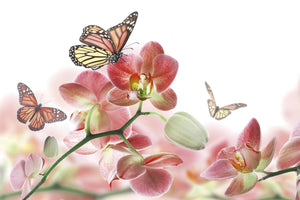Orchids and Butterfly Wall Mural