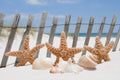 Starfish Wall Mural