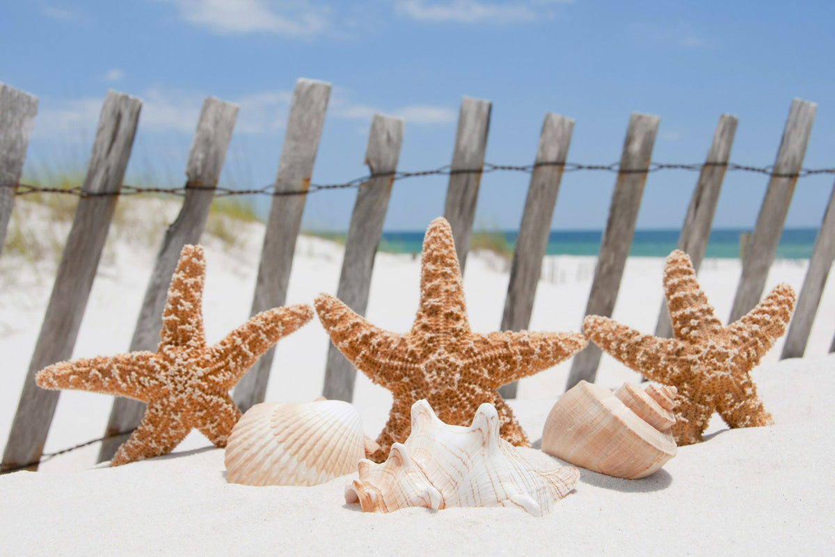 Starfish Wall Mural