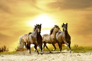 Horses in Sunset Wall Mural