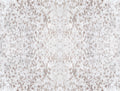 Horses, Equestrian, York Wallpaper, Peel and Stick Wallpaper, Peel N Stick, Stick and Peel Wallpaper, Stickable Wallpaper,...