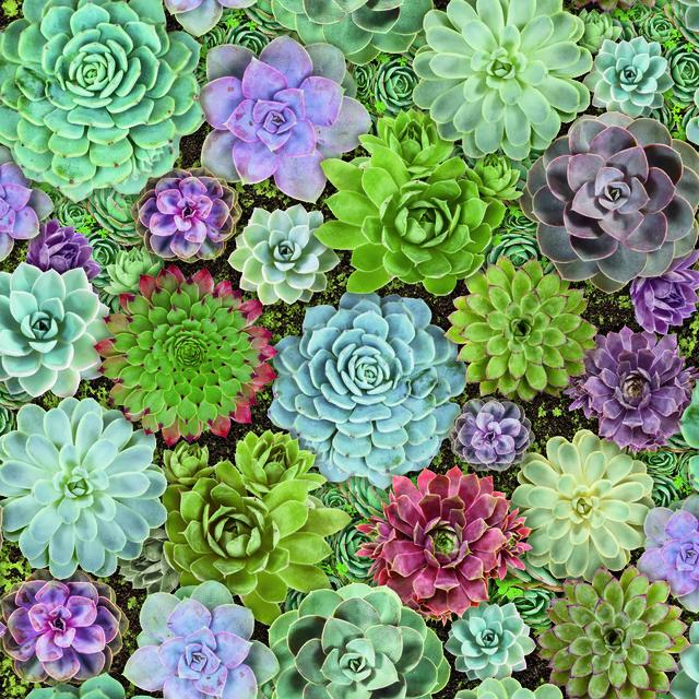 SUCCULENTS PEEL & STICK WALLPAPER