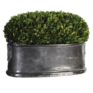 PRESERVED BOXWOOD, DOME CENTERPIECE