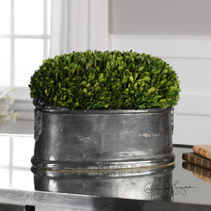 PRESERVED BOXWOOD, DOME CENTERPIECE
